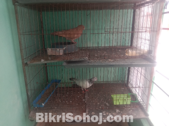 একটি চার খোপের খাঁচা ও পাঁচটি কবুতর।
